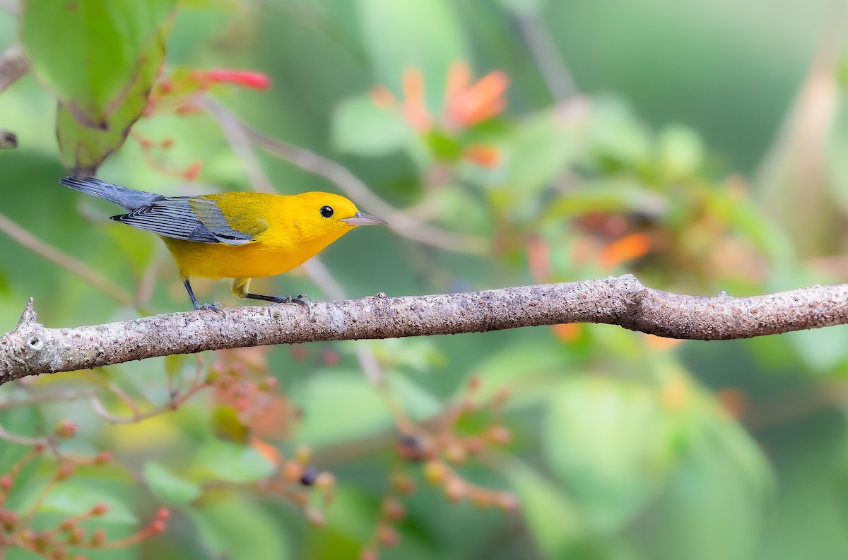 Prothonotary Warbler - ML642809309