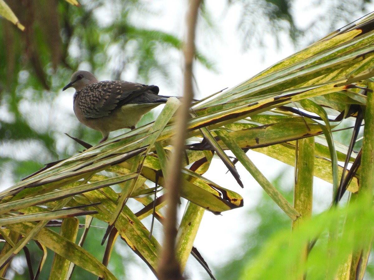 Spotted Dove - ML642809310