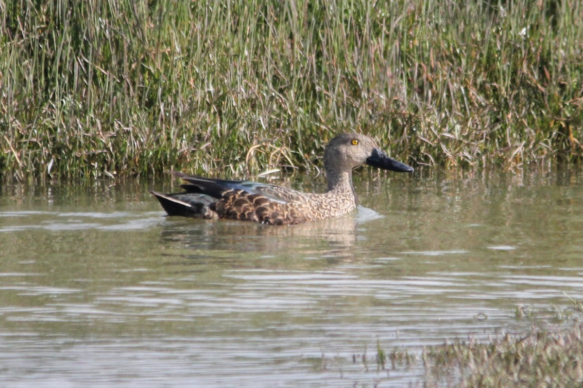 Cape Shoveler - ML642809312