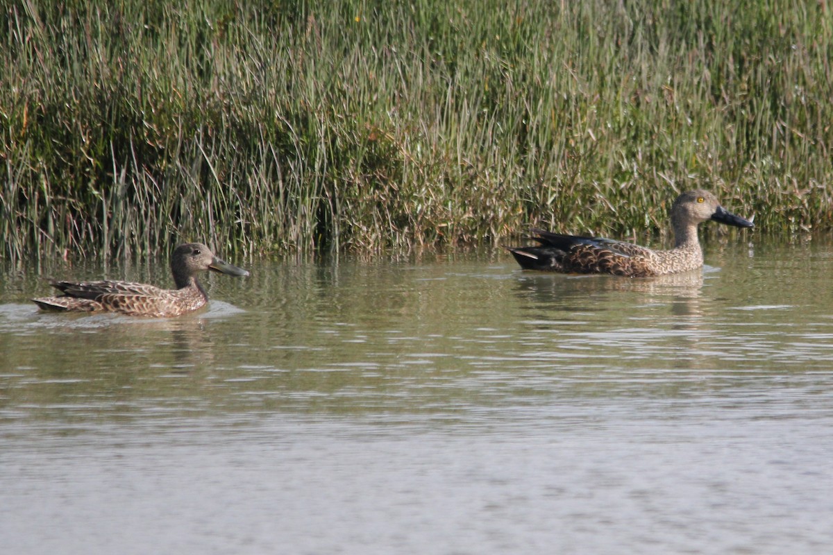 Cape Shoveler - ML642809313