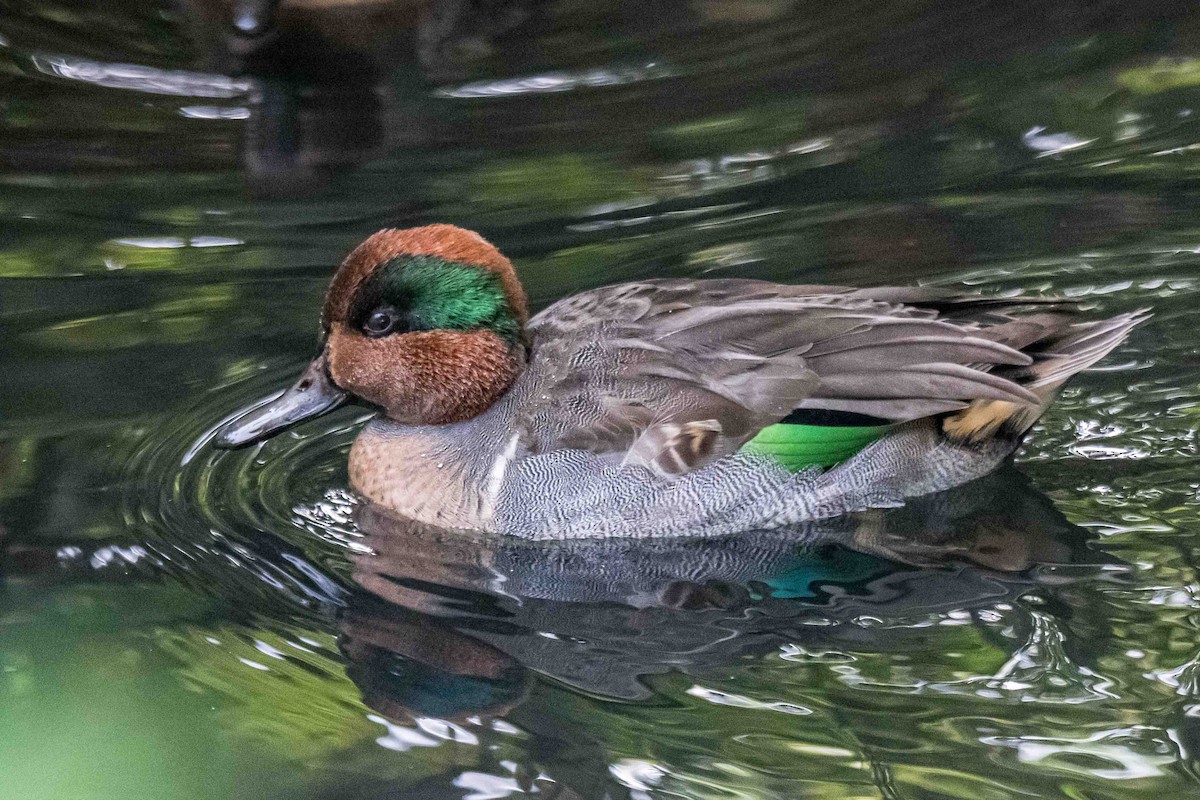 krikkand - ML642809314