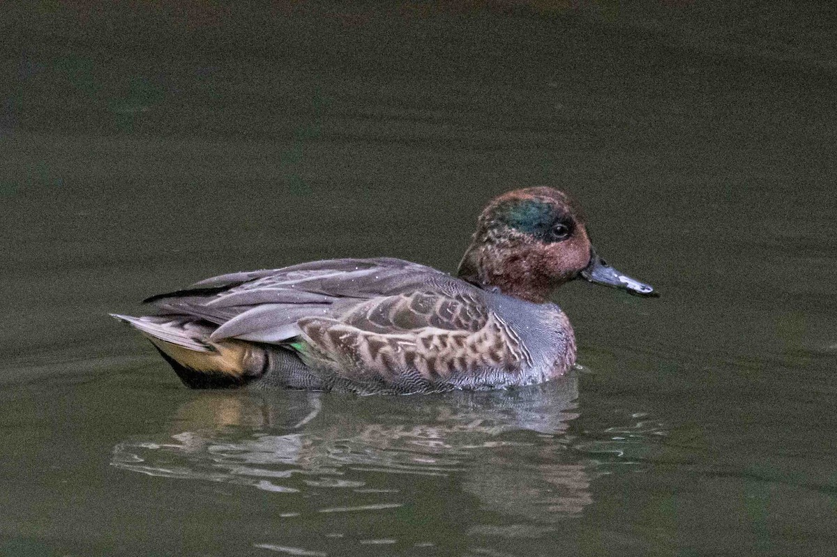 krikkand - ML642809315