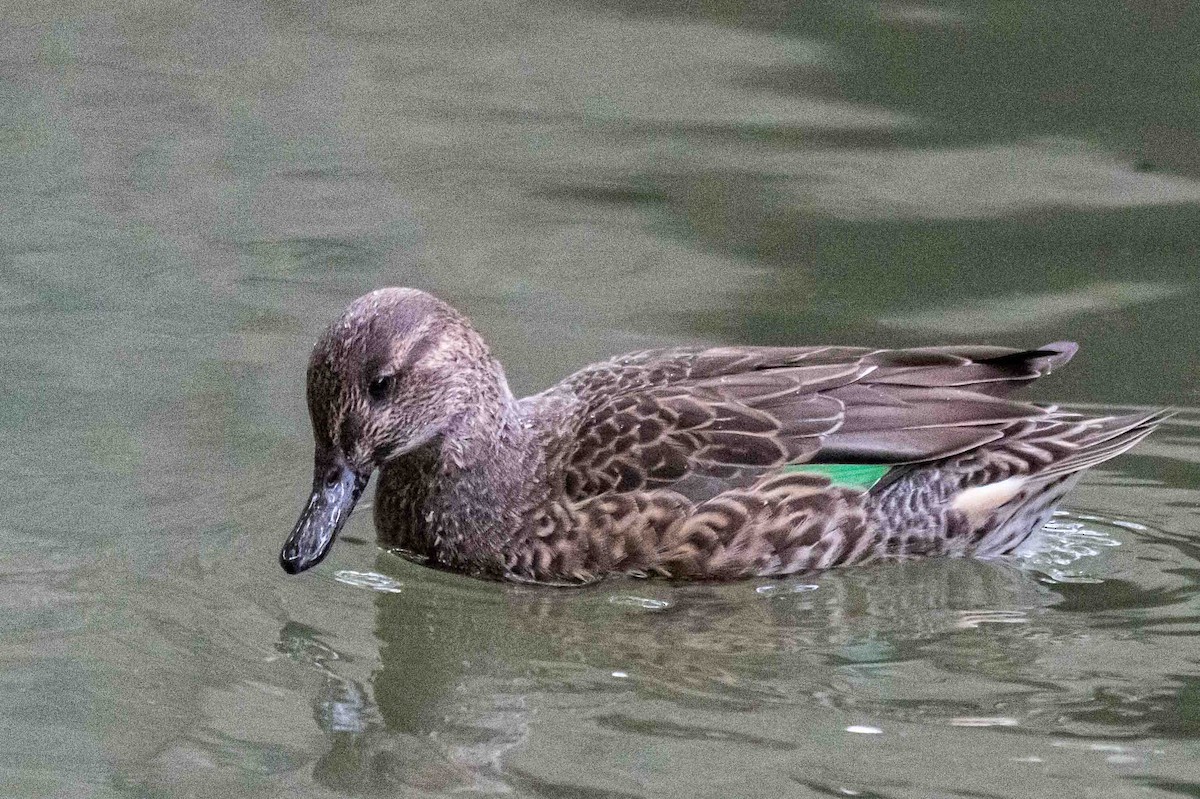 krikkand - ML642809316