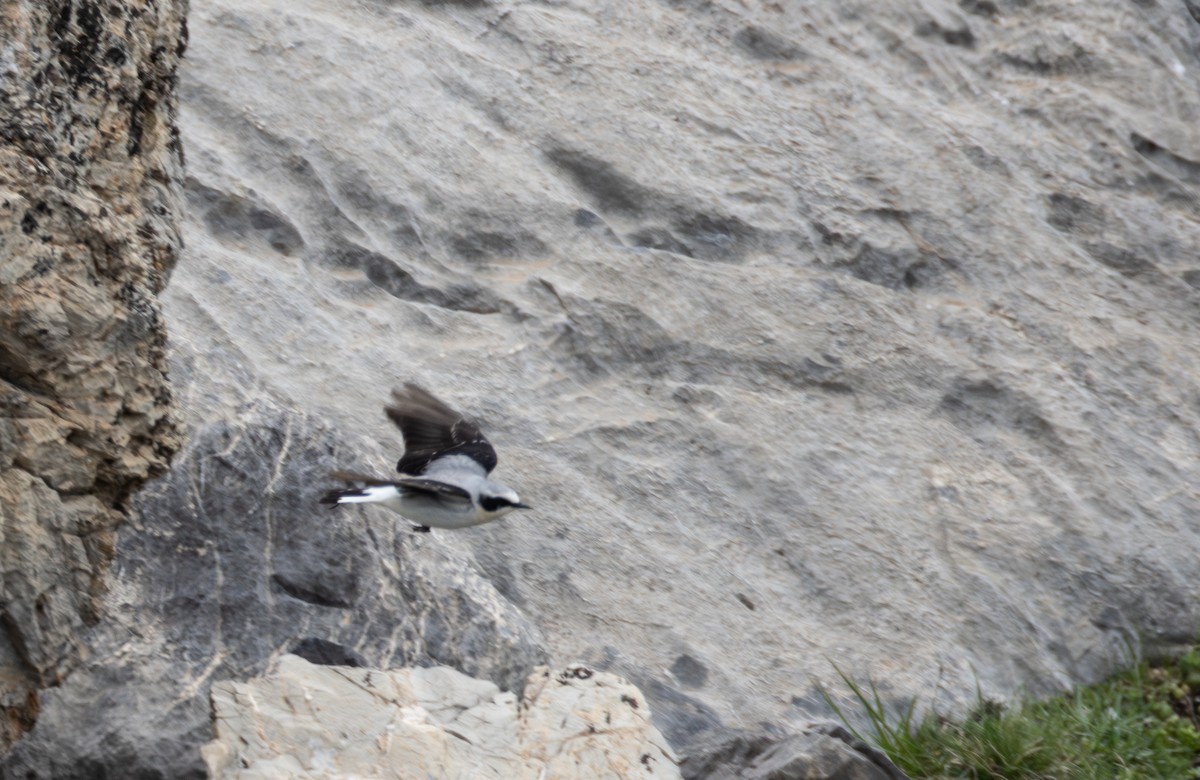 Northern Wheatear - ML642809328