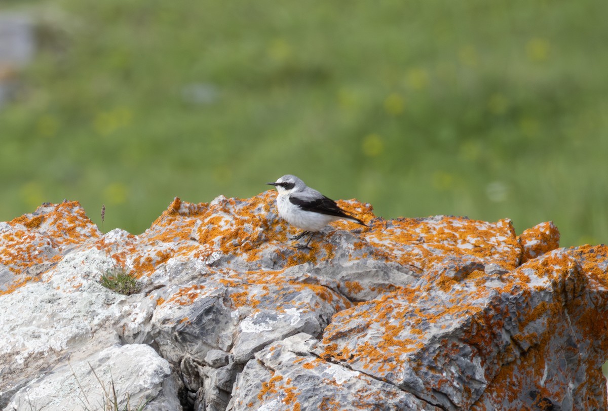 Northern Wheatear - ML642809329
