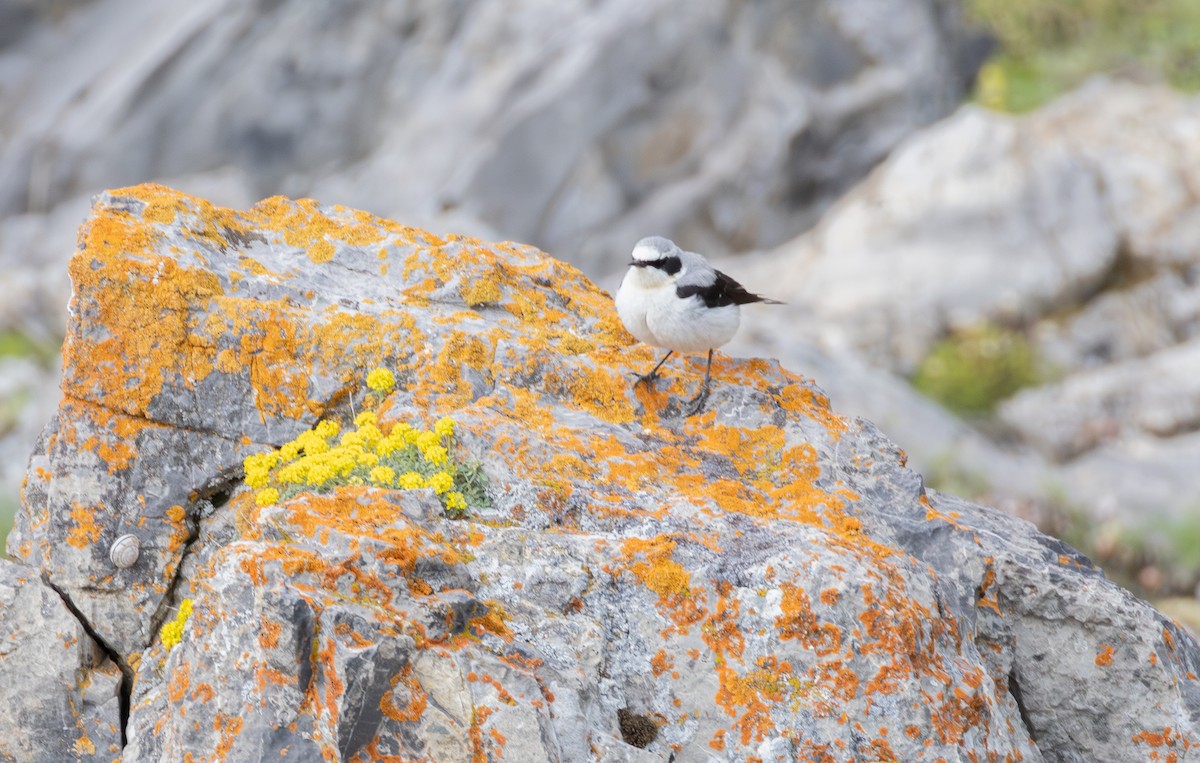 Northern Wheatear - ML642809330