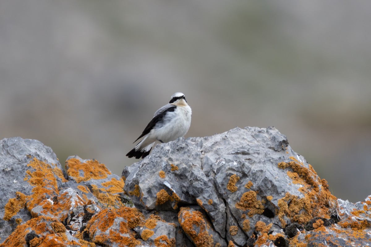 Northern Wheatear - ML642809332