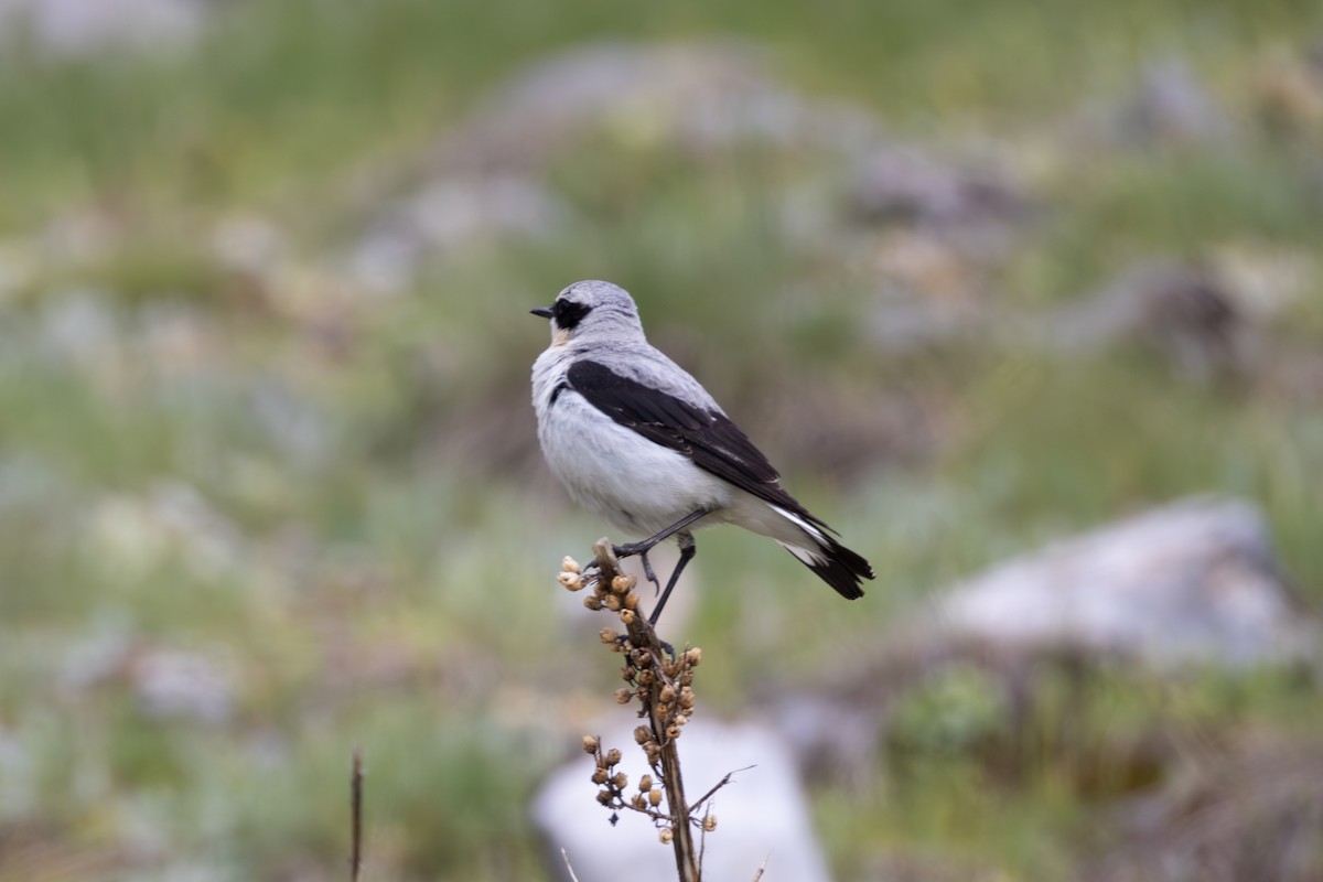 Northern Wheatear - ML642809333