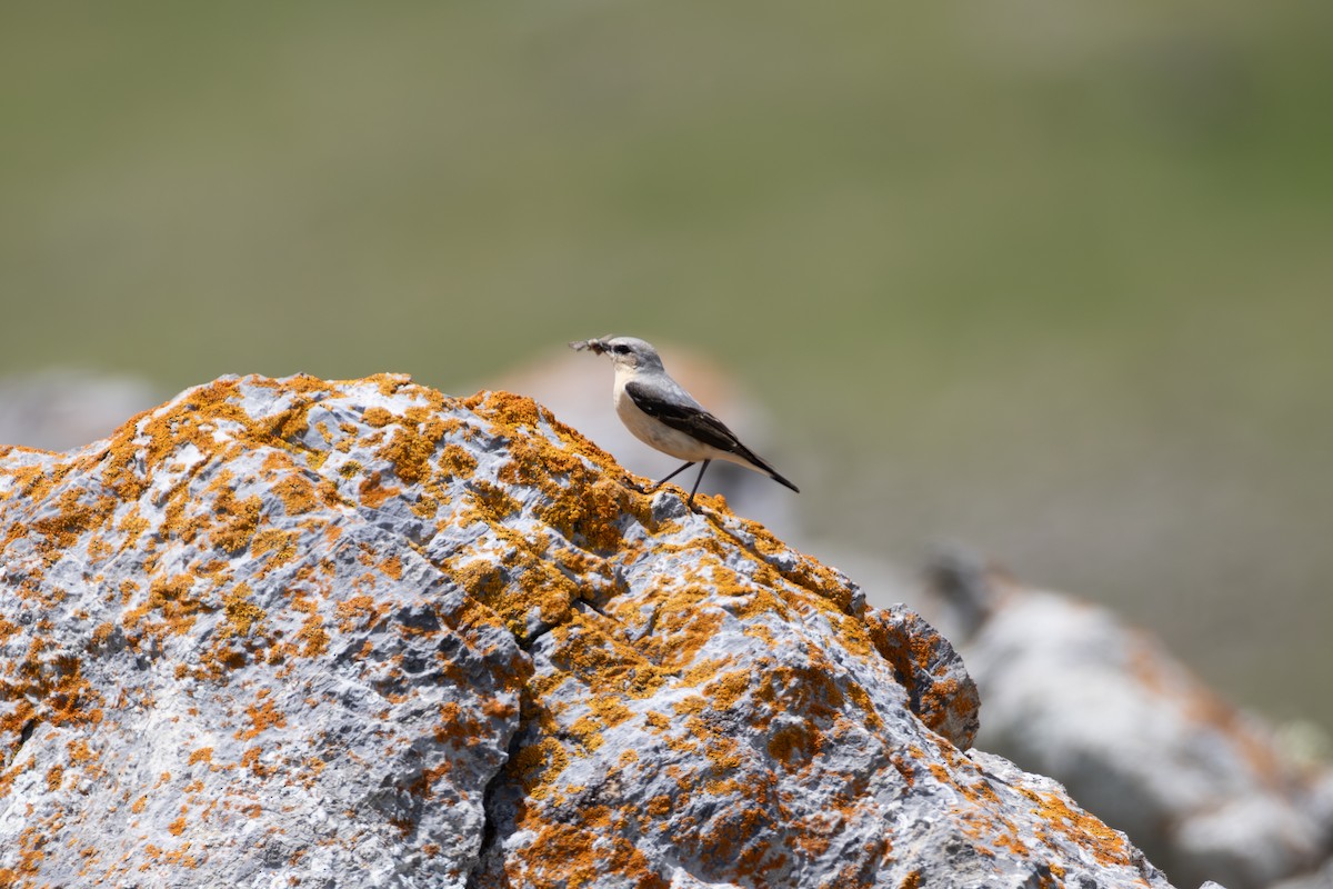 Northern Wheatear - ML642809334