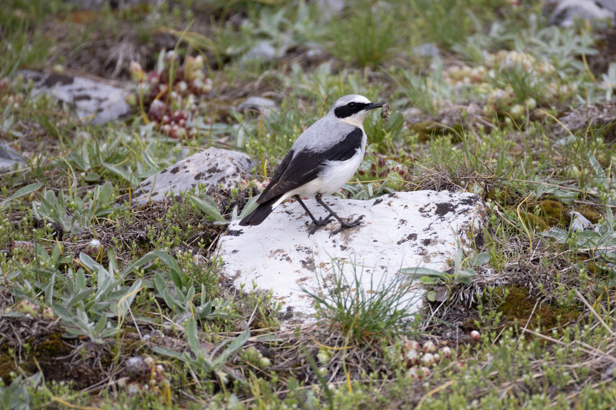 Northern Wheatear - ML642809335