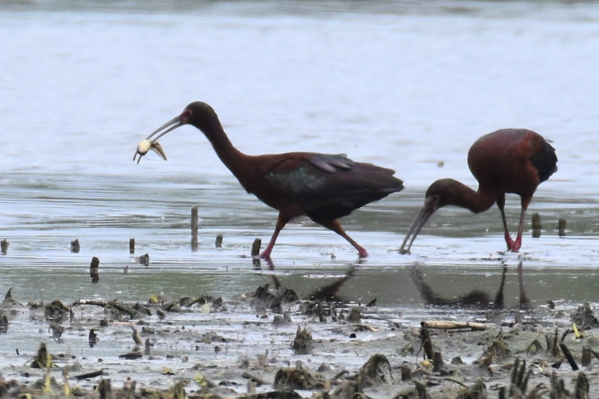 ibis americký - ML642809339