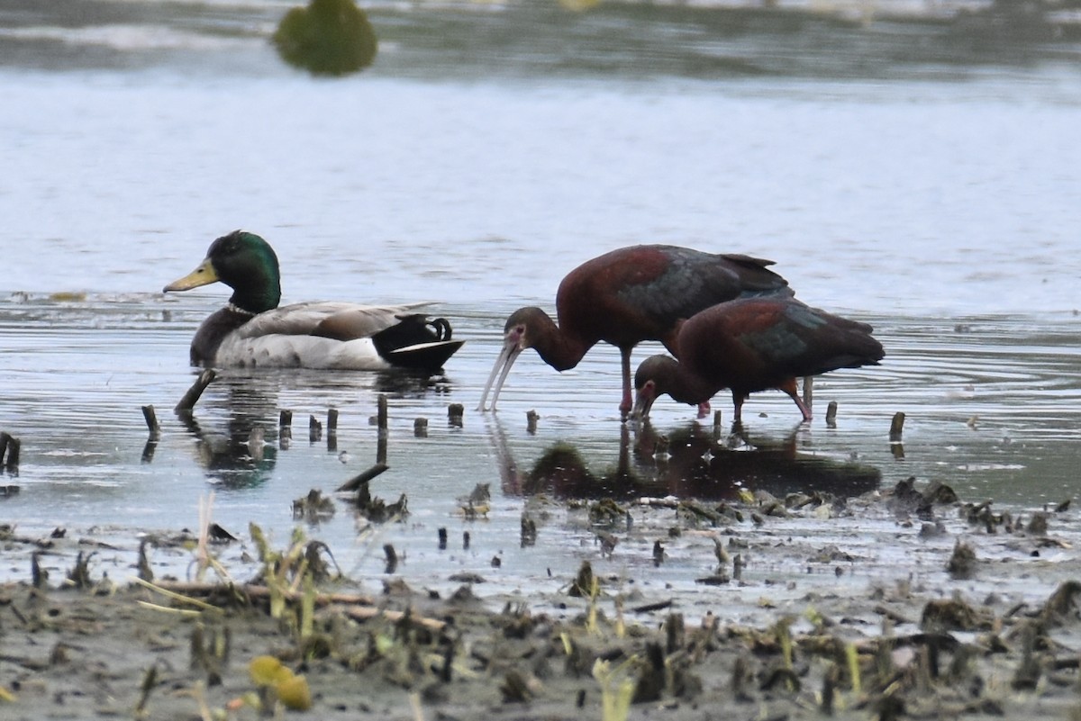 ibis americký - ML642809340