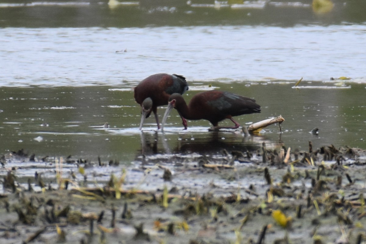 ibis americký - ML642809341