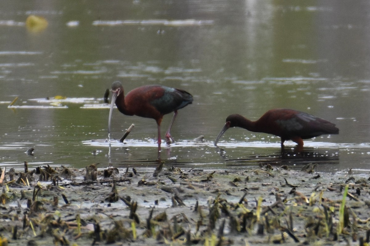 ibis americký - ML642809342