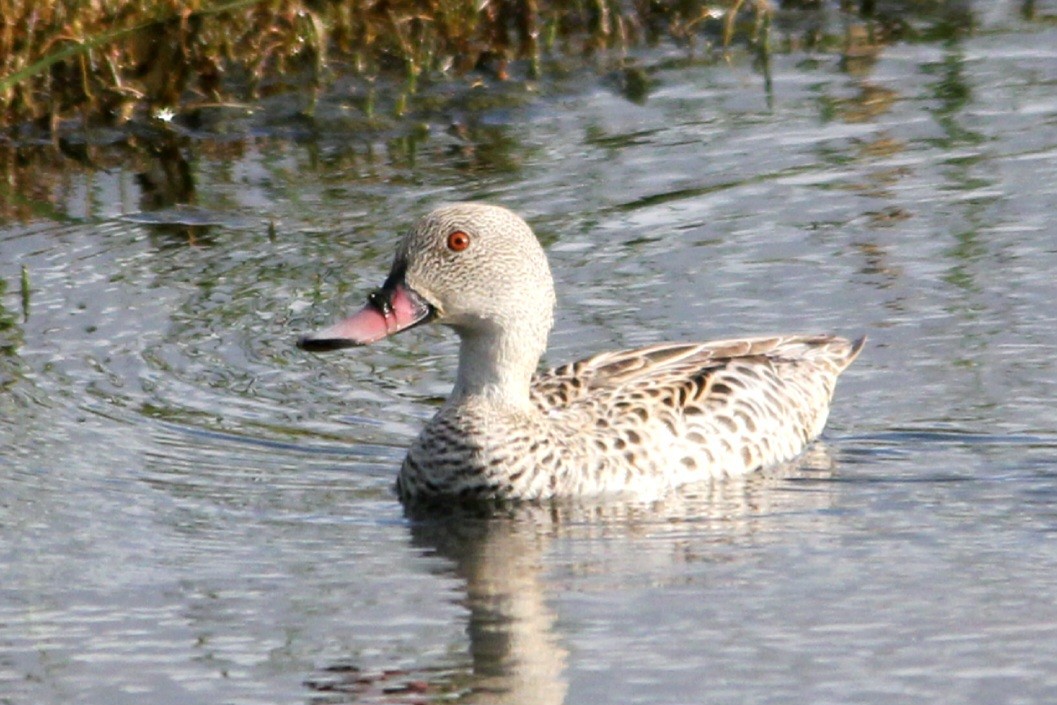 Cape Teal - ML642809346