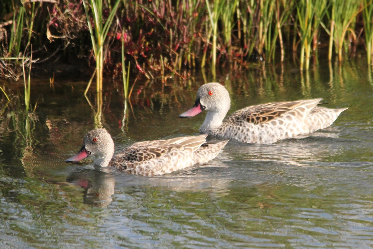 Cape Teal - ML642809347