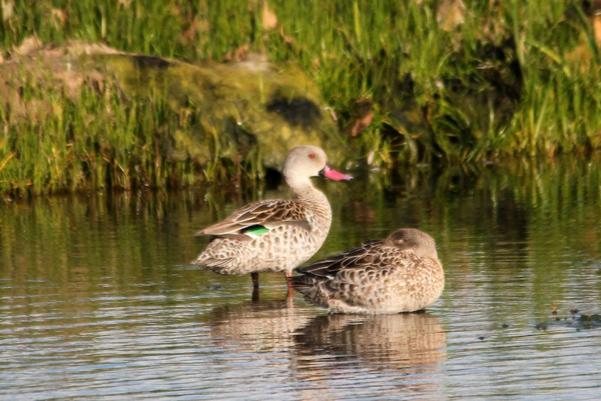 Cape Teal - ML642809348