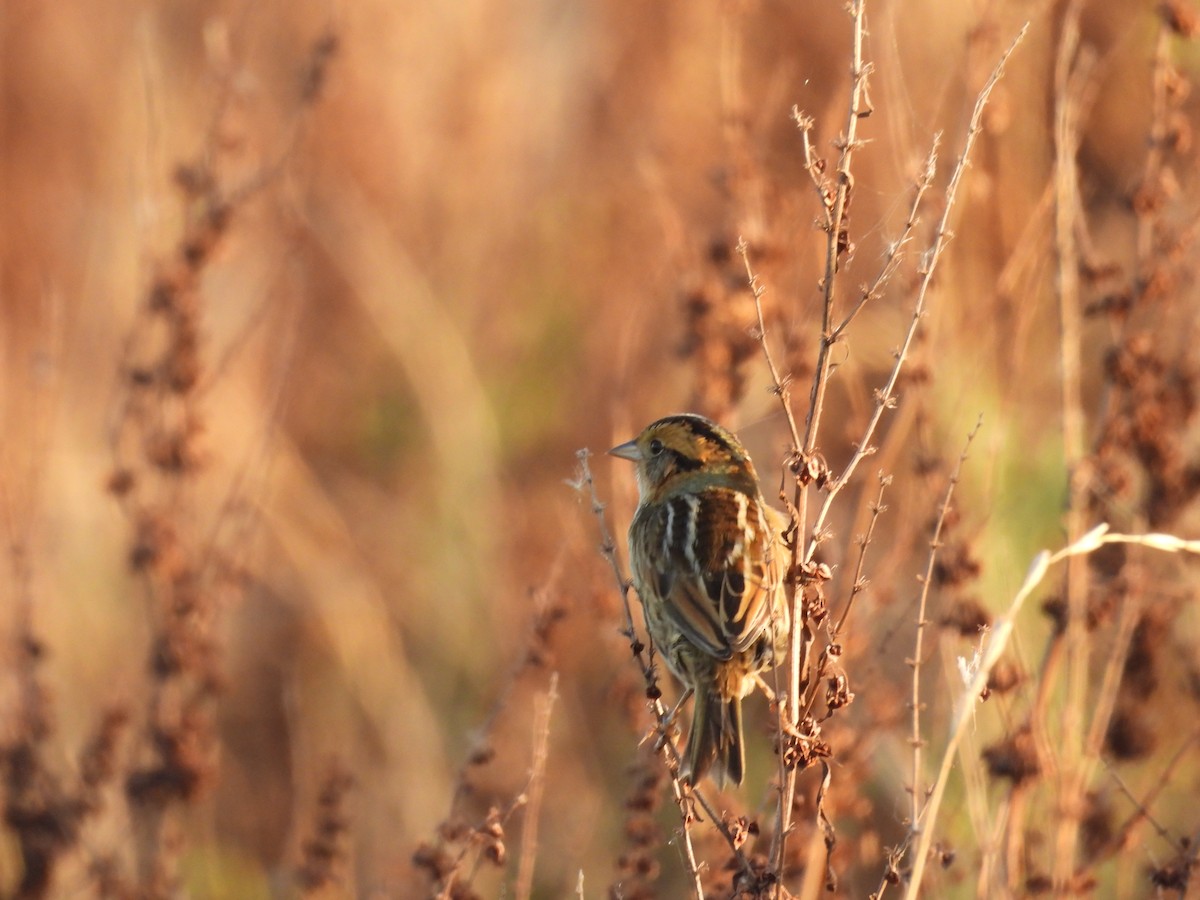 Nelson's Sparrow - ML642809351