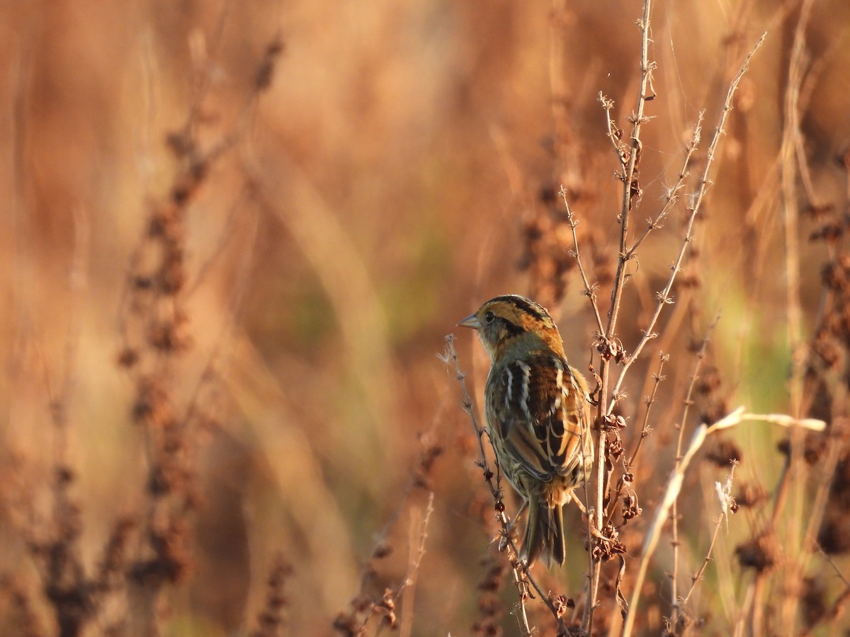 Nelson's Sparrow - ML642809352
