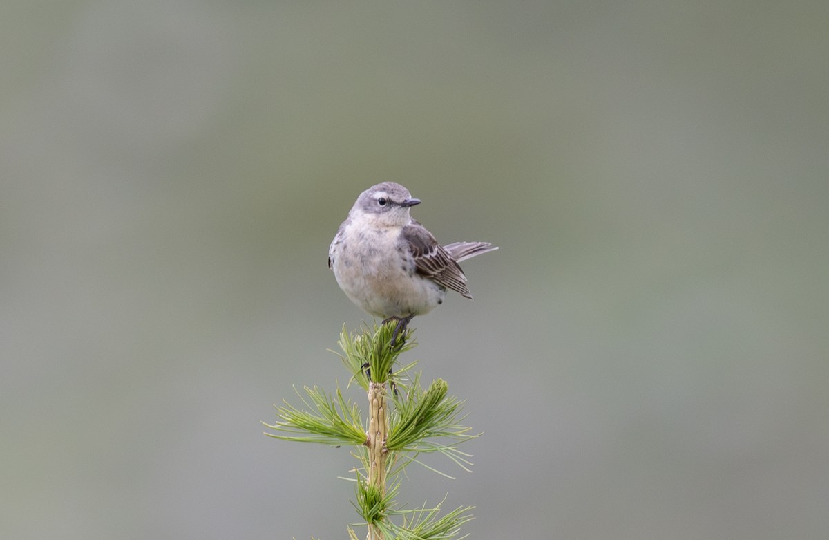 Water Pipit - ML642809353