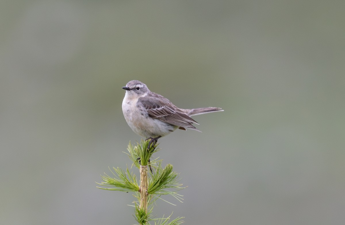 Water Pipit - ML642809354