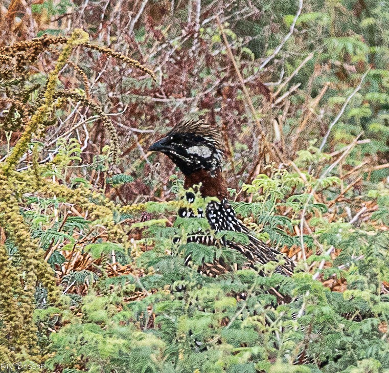 Black Francolin (Western) - ML642809362