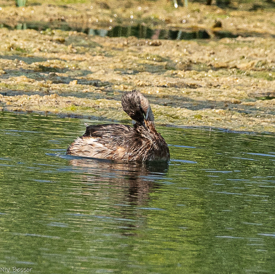 Little Grebe (Little) - ML642809364