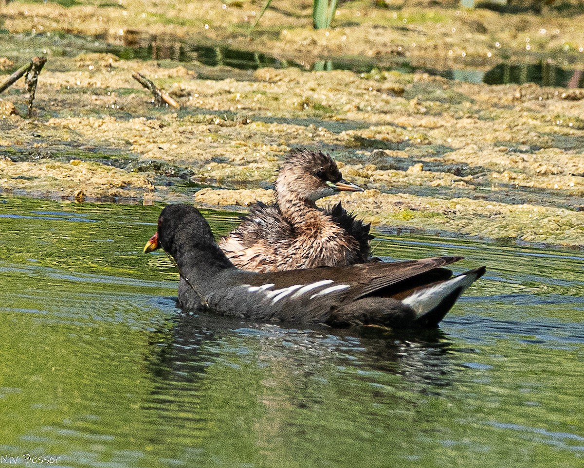 Little Grebe (Little) - ML642809365