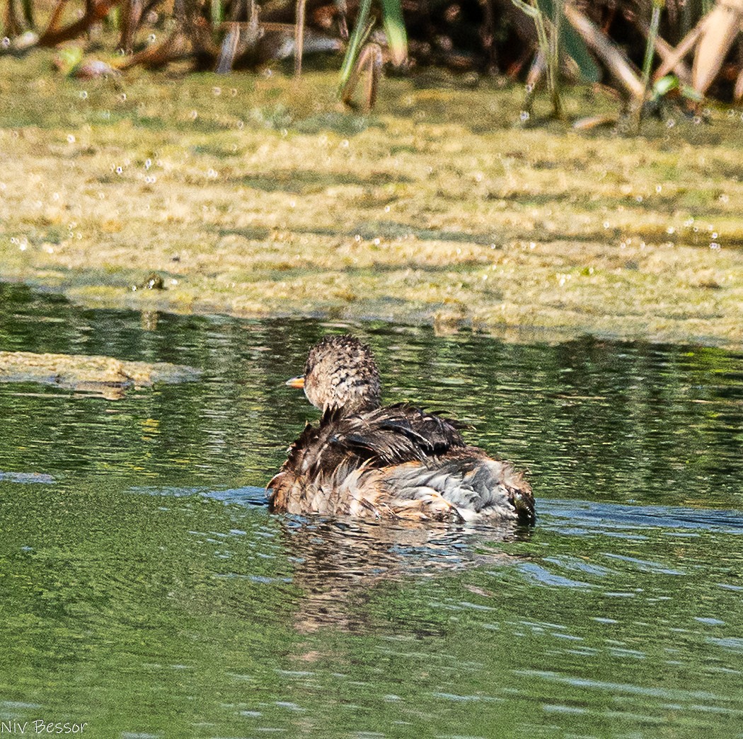 Little Grebe (Little) - ML642809367