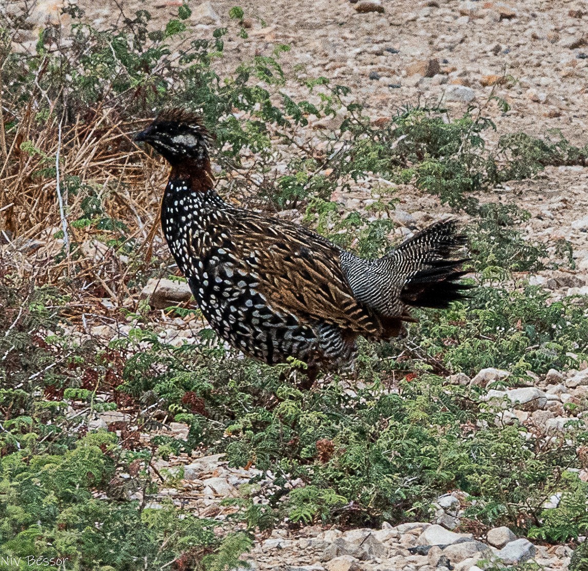 Black Francolin (Western) - ML642809368