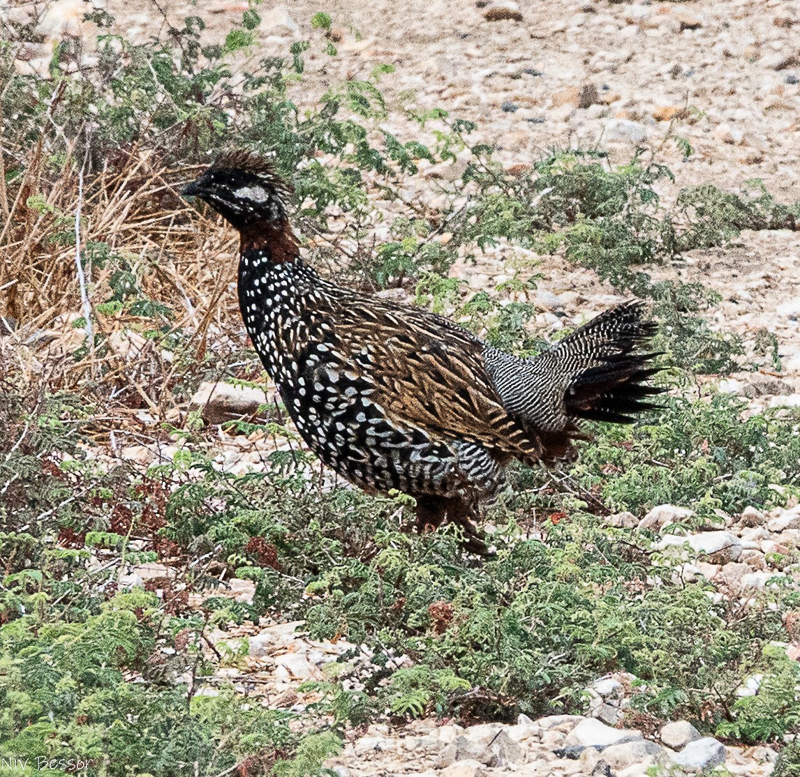 Black Francolin (Western) - ML642809369