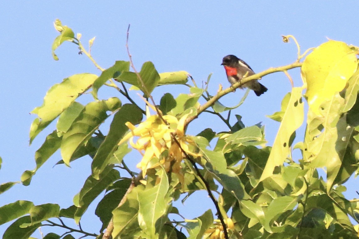 Gray-sided Flowerpecker - ML642809379