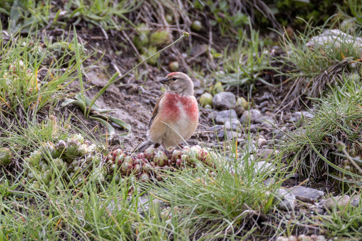 Eurasian Linnet - ML642809382