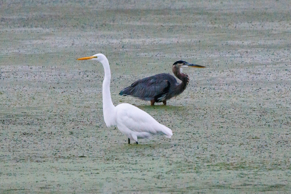 Great Egret - ML642809383