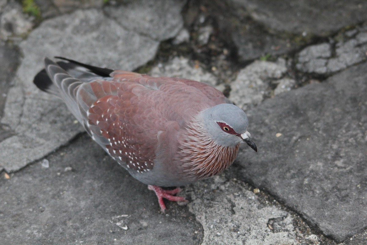 Speckled Pigeon - ML642809389