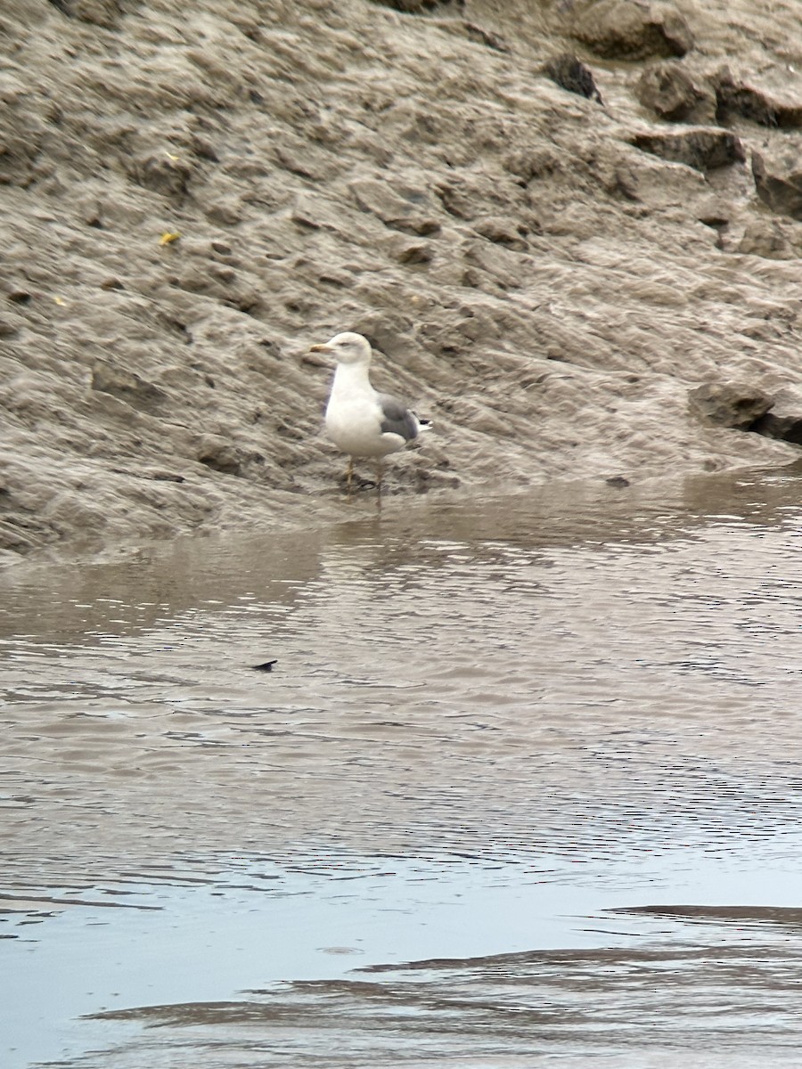 Yellow-legged Gull - ML642809391