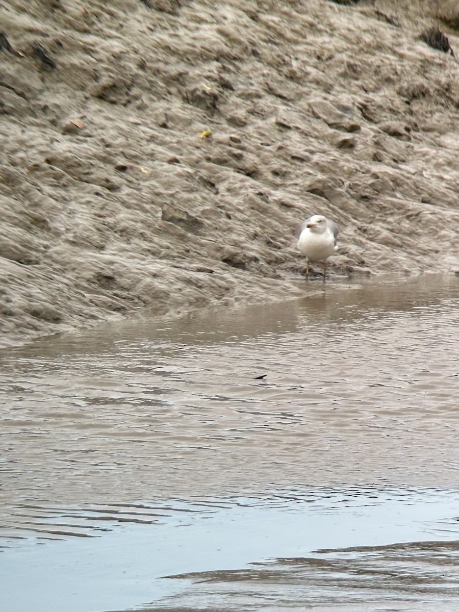 Yellow-legged Gull - ML642809392