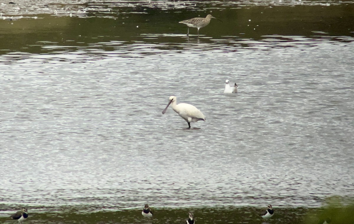 Eurasian Spoonbill - ML642809394