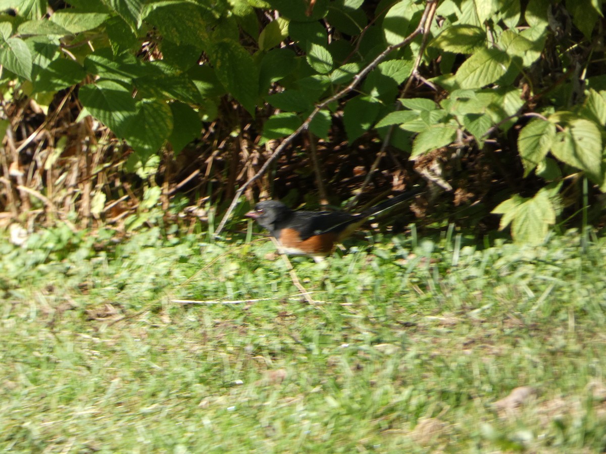 pipilo rudooký - ML642809401