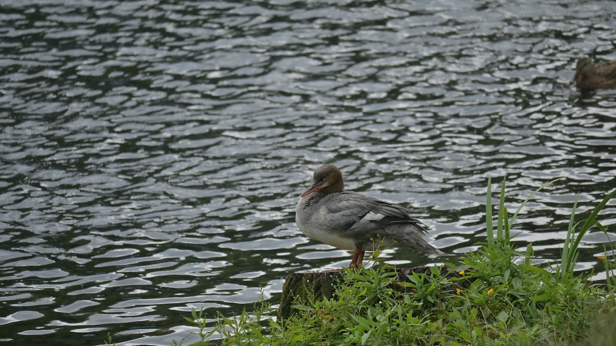 Common Merganser - ML642809402