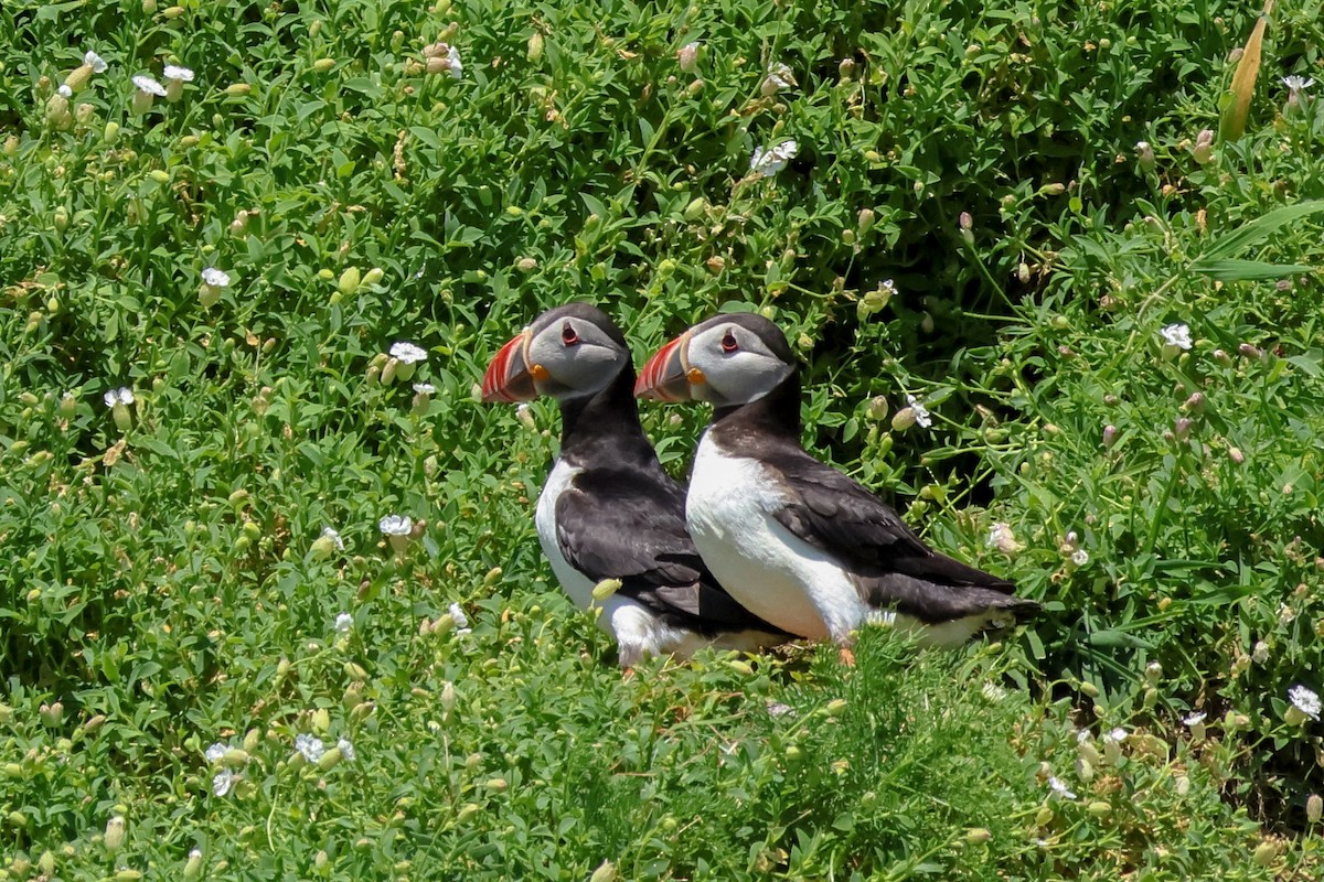 Atlantic Puffin - ML642809408