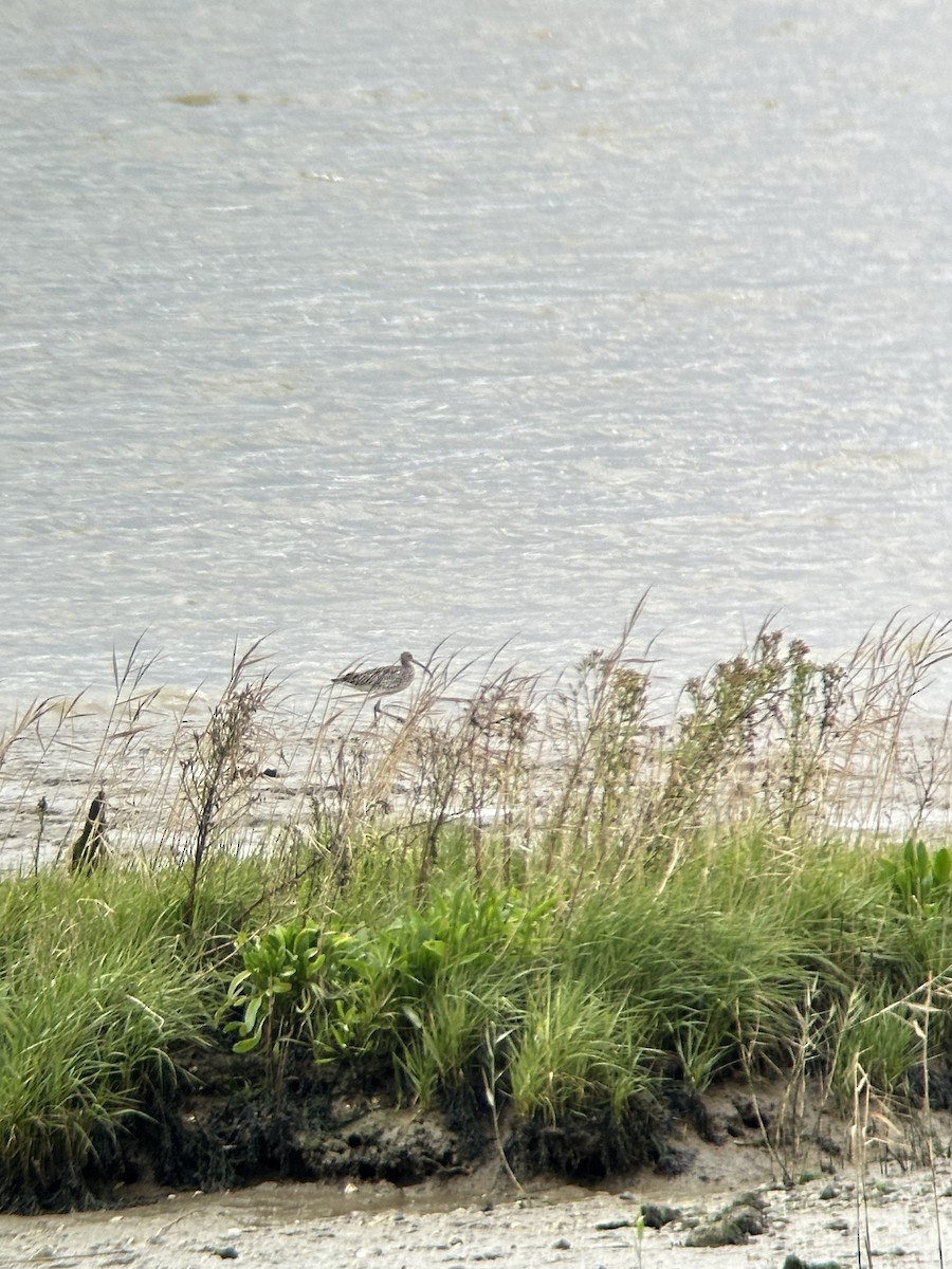 Eurasian Curlew - ML642809412