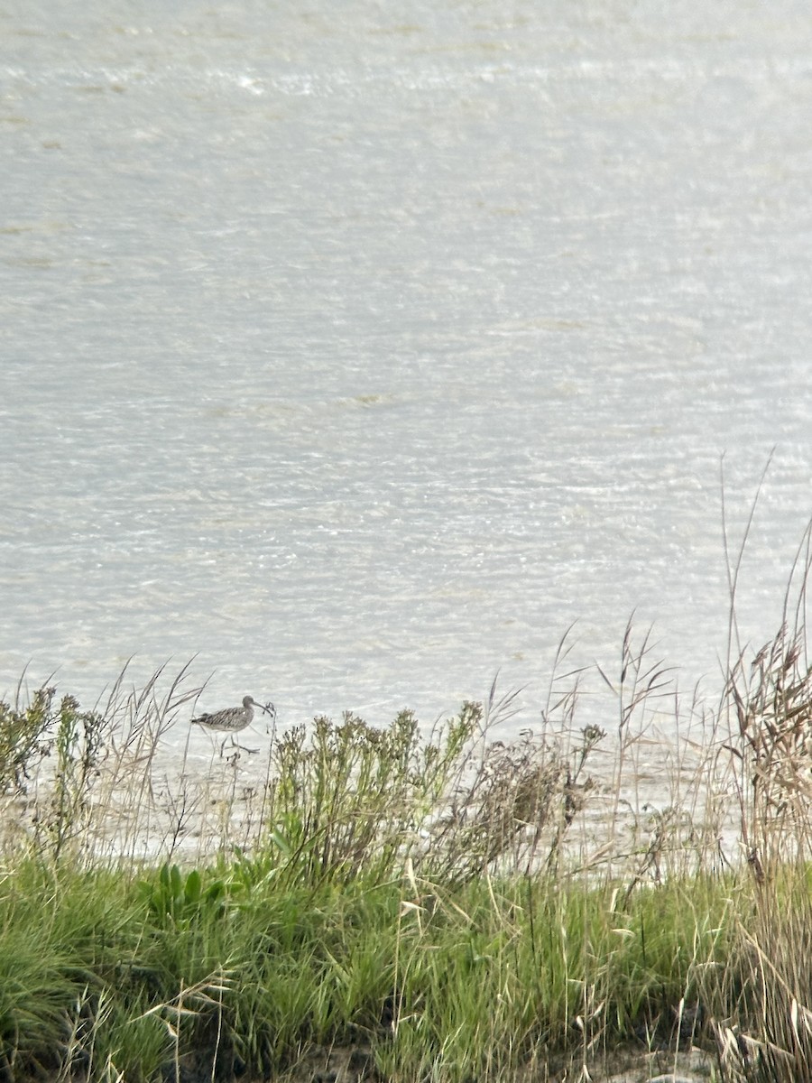 Eurasian Curlew - ML642809413