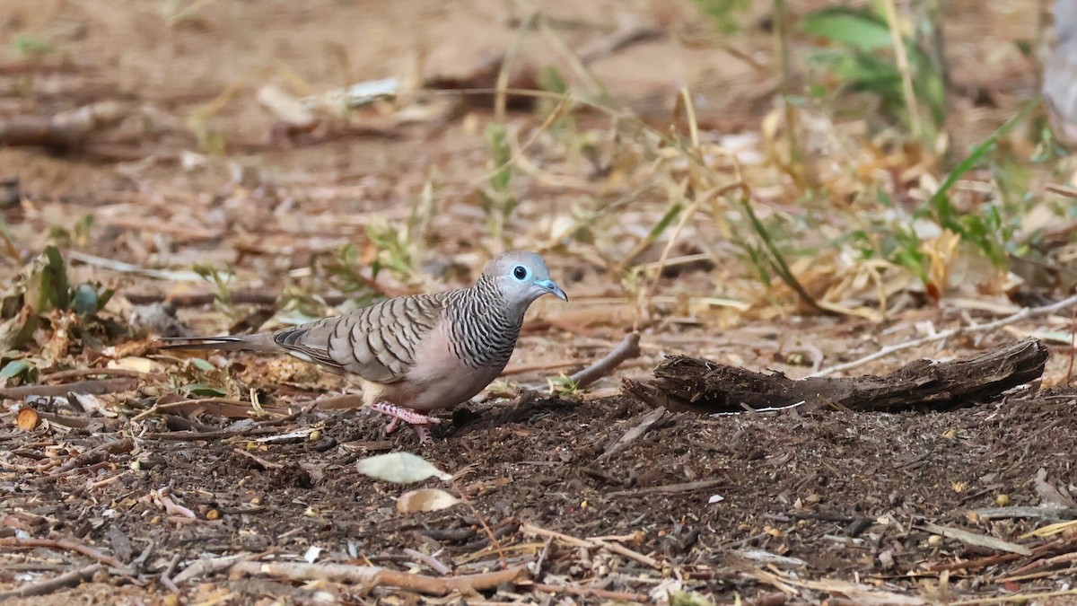 Peaceful Dove - ML642809426
