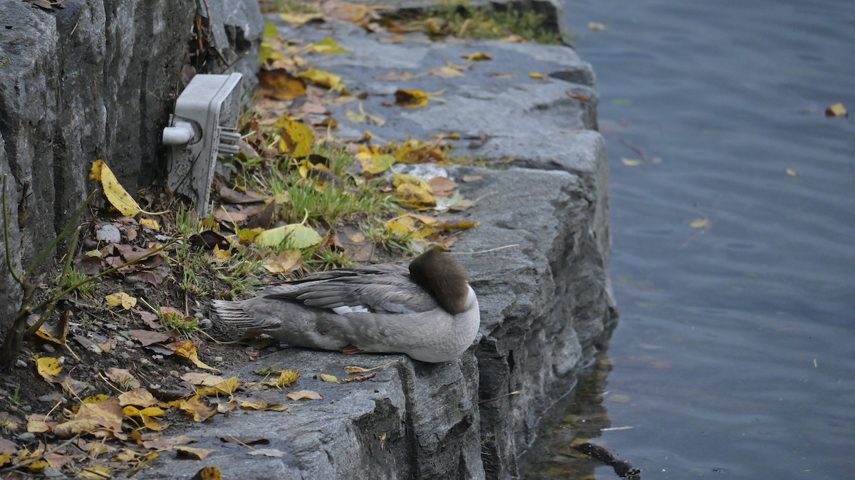 Common Merganser - ML642809428