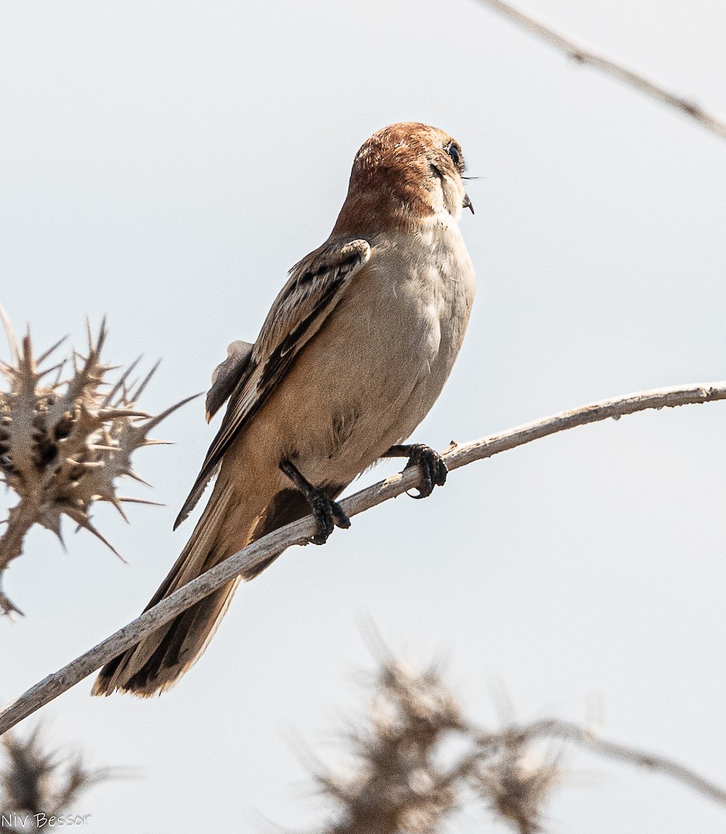 Woodchat Shrike (Caucasian) - ML642809439