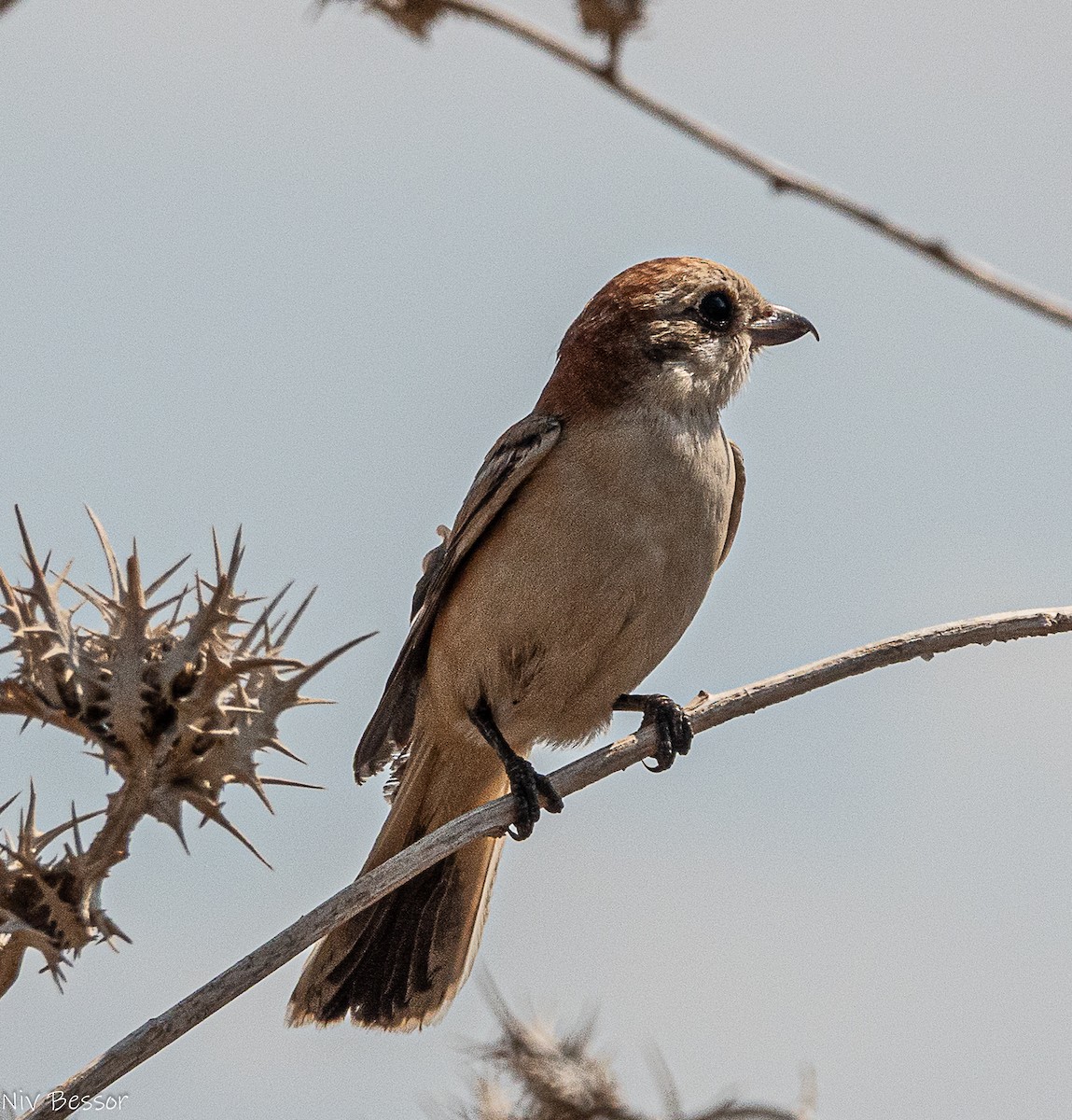 Woodchat Shrike (Caucasian) - ML642809440