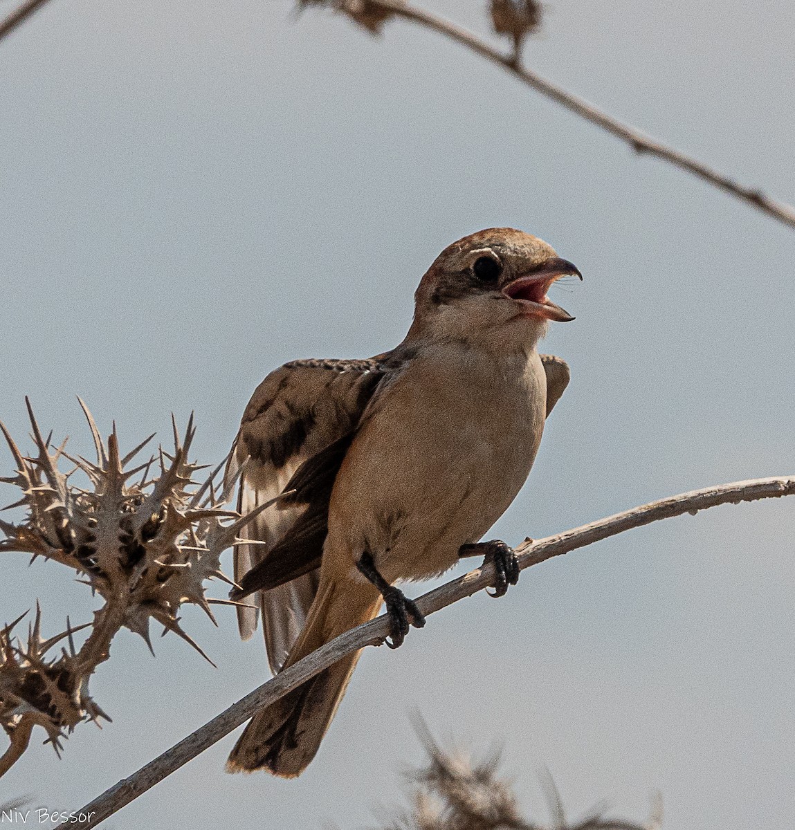 Woodchat Shrike (Caucasian) - ML642809441