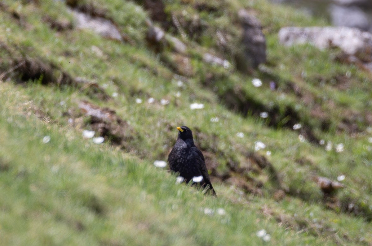Yellow-billed Chough - ML642809465