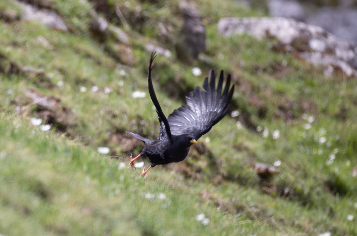 Yellow-billed Chough - ML642809466